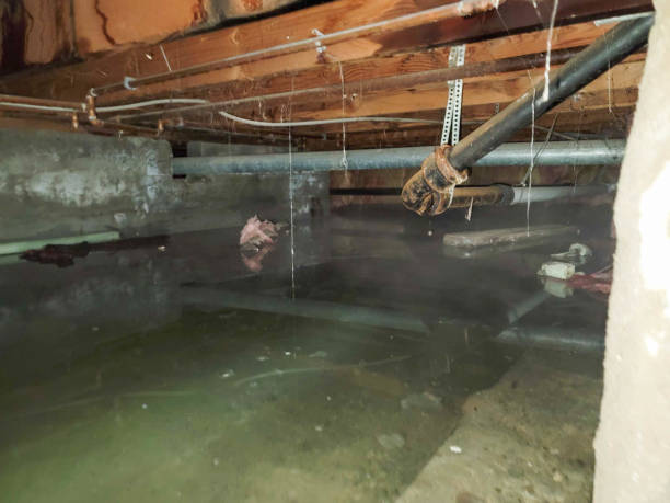 Best Water damage restoration near me  in Lemay, MO